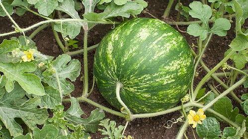 吃瓜长不胖的视频大全,揭秘长不胖的神奇视频大全